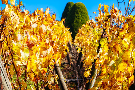 Mornington Peninsula Vines in Australiaの写真素材