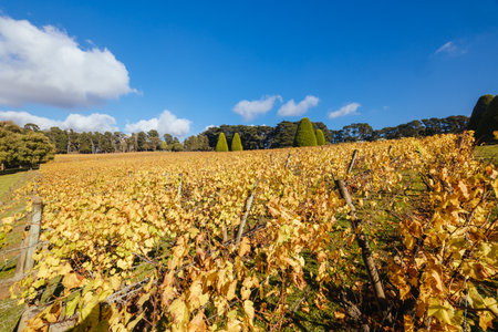 Mornington Peninsula Vines in Australiaの写真素材