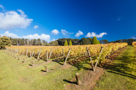 Mornington Peninsula Vines in Australiaの写真素材