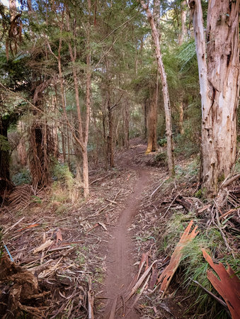 Warburton Mountain Bike Park in Australia