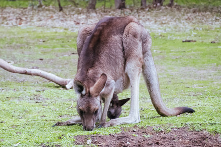Kangaroo and Joey in Westerfolds Park Australiaの写真素材