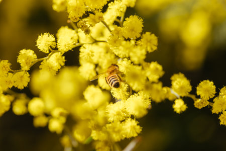 Golden Wattle Blossom in Victoria Australiaの写真素材