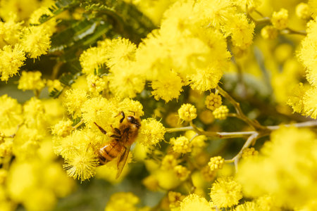 Golden Wattle Blossom in Victoria Australia