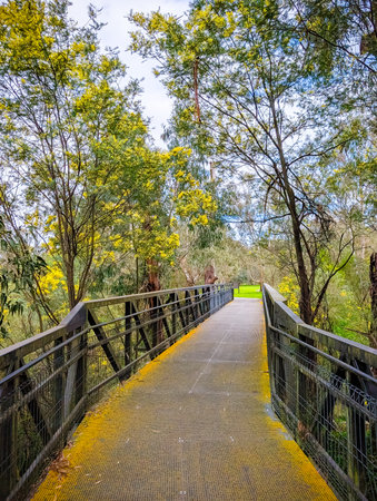 Golden Wattle in Melbourne Australiaの写真素材
