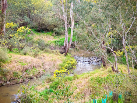Golden Wattle in Melbourne Australia