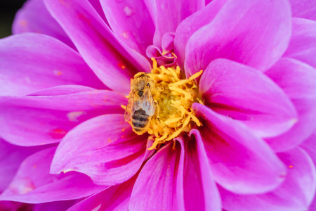 Dahlia Flowers in Melbourne Australia