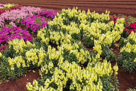Antirrhinum Snapshot Sonnet Flowers in Australia