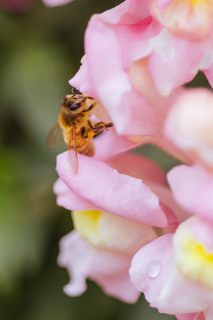 Antirrhinum Snapshot Sonnet Flowers in Australiaの写真素材