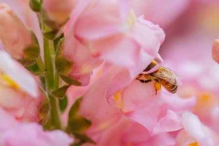 Antirrhinum Snapshot Sonnet Flowers in Australia