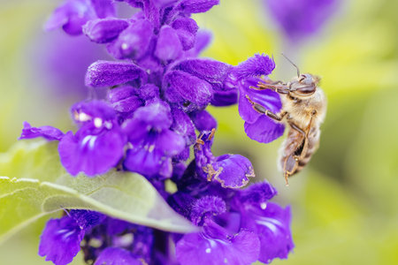 Lavendar Flowers and Bee in Australia
