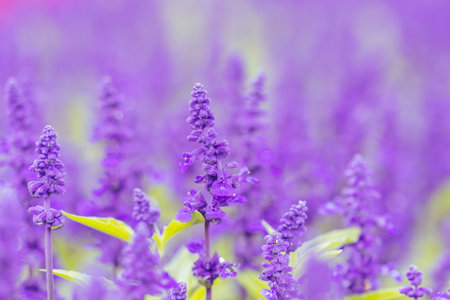 Lavendar Flowers and Bee in Australiaの写真素材