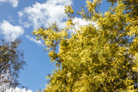 Castlemaine Botanical Gardens in Castlemaine Australiaの写真素材