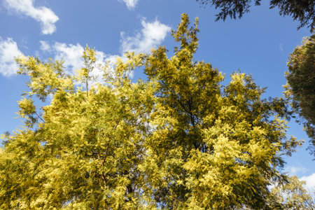 Castlemaine Botanical Gardens in Castlemaine Australiaの写真素材