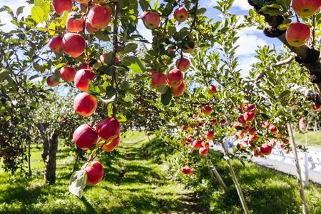 Apple Orchard near Nagano in Japan