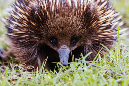 Echidna in Guerilla Bay in Australiaの写真素材