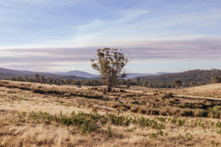 Ellendale Landscape in Tasmania Australiaの写真素材