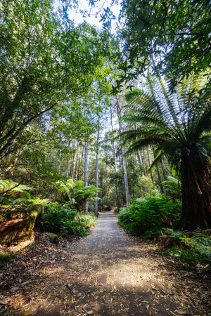 Mt Field National Park Tasmania Australia