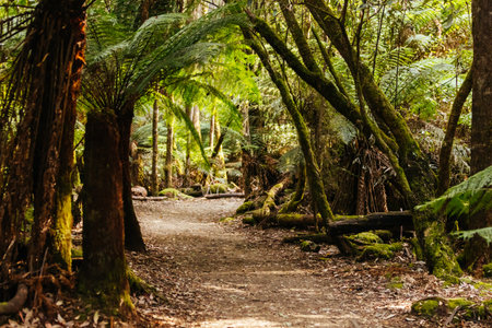 Mt Field National Park Tasmania Australiaの写真素材