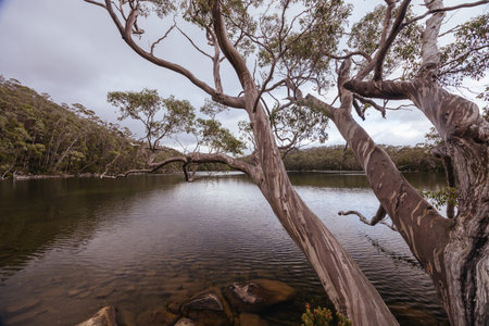 Lake Dobson in Mt Field National Park Tasmania Australiaの写真素材