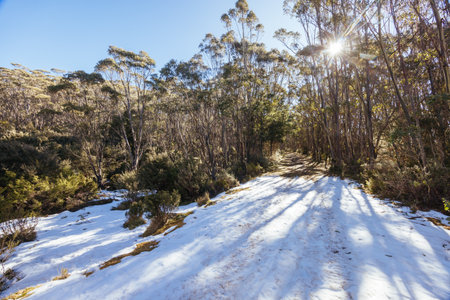 Mt St Gwinear in Baw Baw Shire Australiaの写真素材