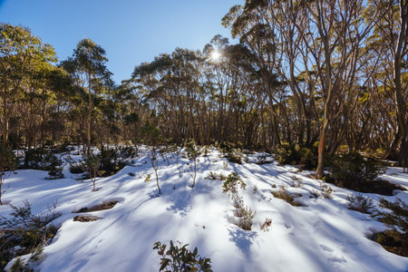 Mt St Gwinear in Baw Baw Shire Australiaの写真素材