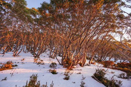 Mt St Gwinear Sunrise in Australiaの写真素材