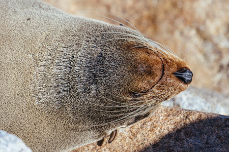 Seal in Narooma Inlet in Australia