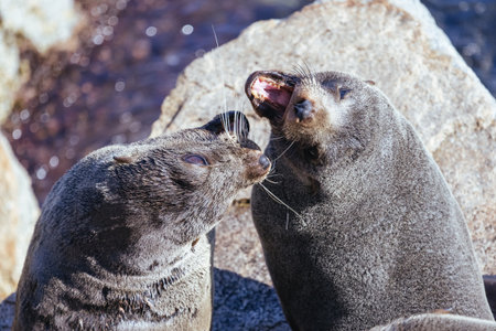 Fighting Seals in Narooma Inlet in Australia