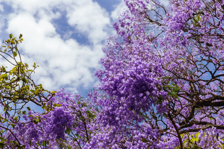 Jacaranda Trees in Sydney Australia
