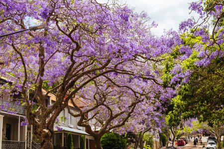 Jacaranda Trees in Sydney Australiaの写真素材