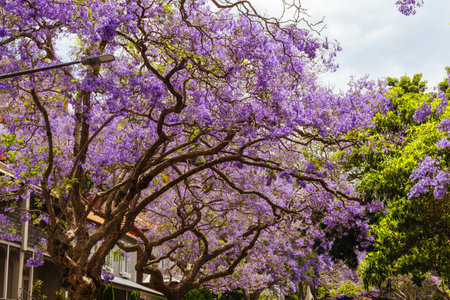 Jacaranda Trees in Sydney Australiaの写真素材