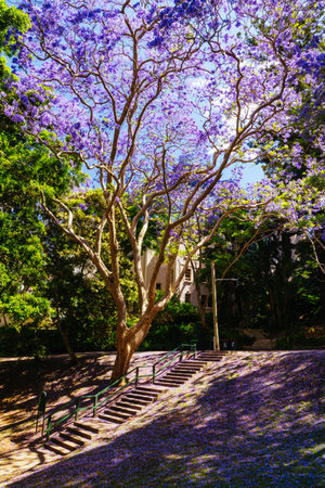 Jacaranda Trees in Sydney Australiaの写真素材