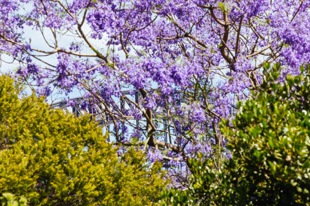 Harbour Bridge View Sydney Australiaの写真素材