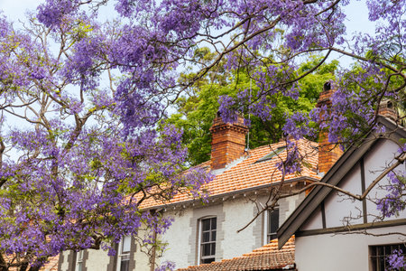 Jacaranda Trees in Sydney Australiaの写真素材
