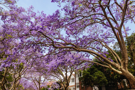 Jacaranda Trees in Sydney Australiaの写真素材
