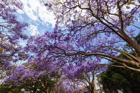 Jacaranda Trees in Sydney Australiaの写真素材