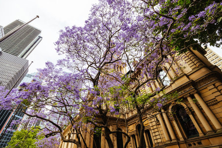 Sydney Town Hall in Australiaの写真素材