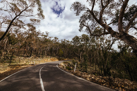 Bushfire Fire Damage in the Grampiansの写真素材