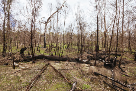 Bushfire Fire Damage in the Grampians