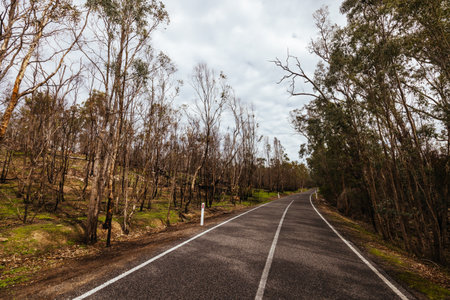 Bushfire Fire Damage in the Grampians