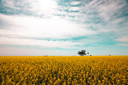 Fields of Canola in Victoria Australia