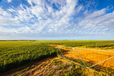 Wheat Fields in Victoria Australia