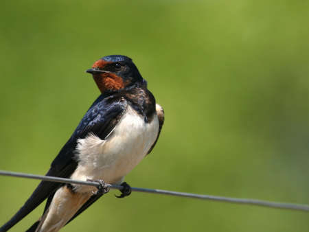 Barn swallow perched on a wire