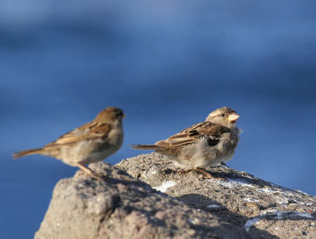 Tree Sparrows perched on a rock against blue sea
