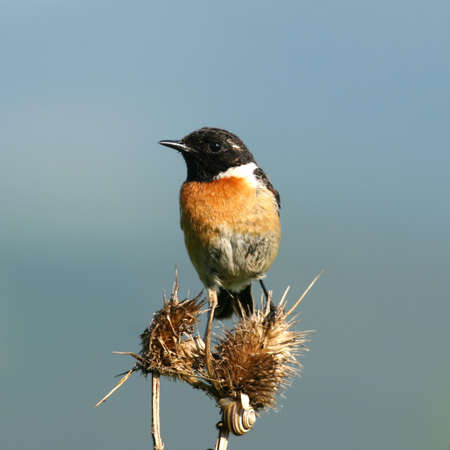 Stonechat perched on a dry flowerの写真素材