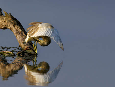 Squacco Heron in a lake, repearing feather