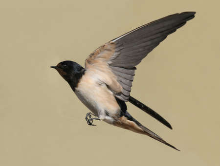 Barn swallow in flightの写真素材