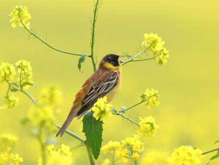 Male Black headed Bunting perched among flowering field of rape 