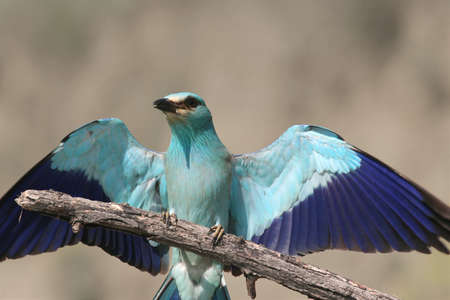 Roller bird perched on a twigの写真素材