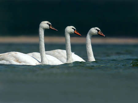 Three mute swans in a lakeの写真素材